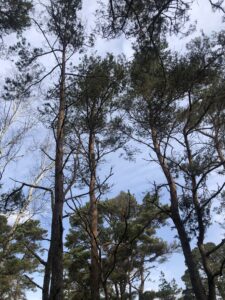 Bild på en himmel och talltopparna